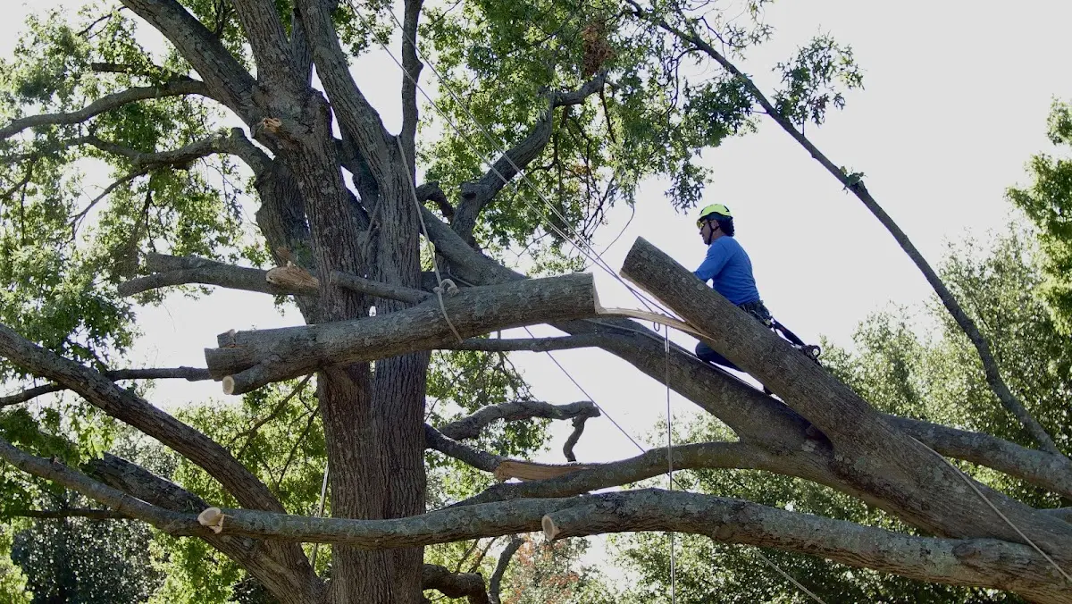 Professional Hazardous Tree Removal performed by certified arborists in Buena Vista