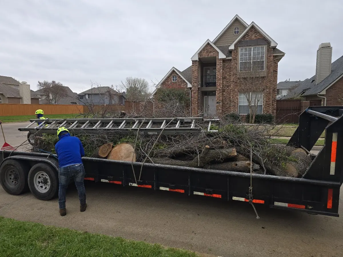 Expert Tree Fertilization with proper safety equipment in Buena Vista
